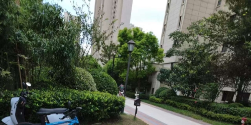 流浪猫泛滥成灾